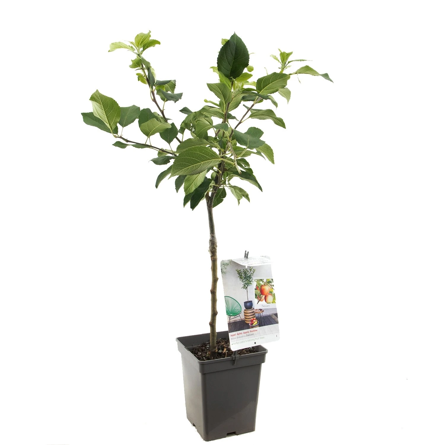 Appelboom (Malus Dom. Delcorf Patio), In Pot