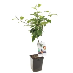 Appelboom (Malus Dom. Summerred Patio), In Pot