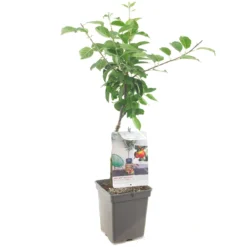 Appelboom (Malus Dom. Topaz Patio), In Pot