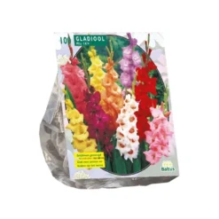Baltus Gladiolus Gemengd Per 100