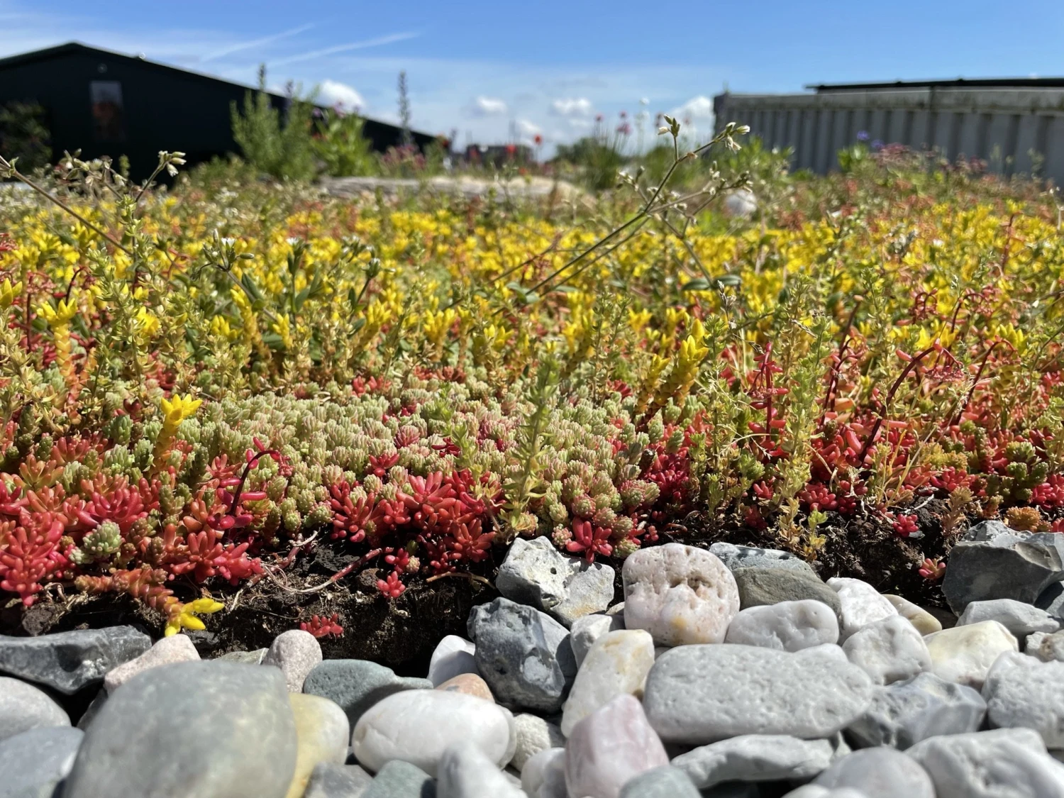 Daktuin Beezzz 'n Bio Daktuinpakket - Image 3