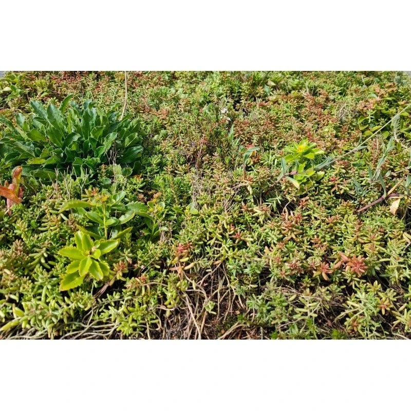 Daktuin Sedumtray Wildflower (per M²) - Image 2