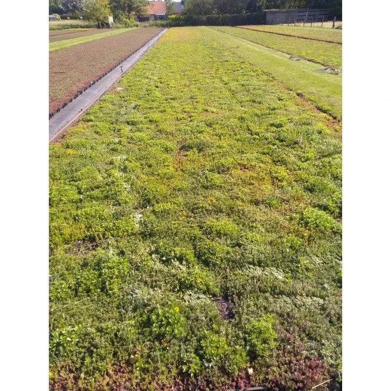 Daktuin Sedumtray Wildflower (per M²) - Image 3