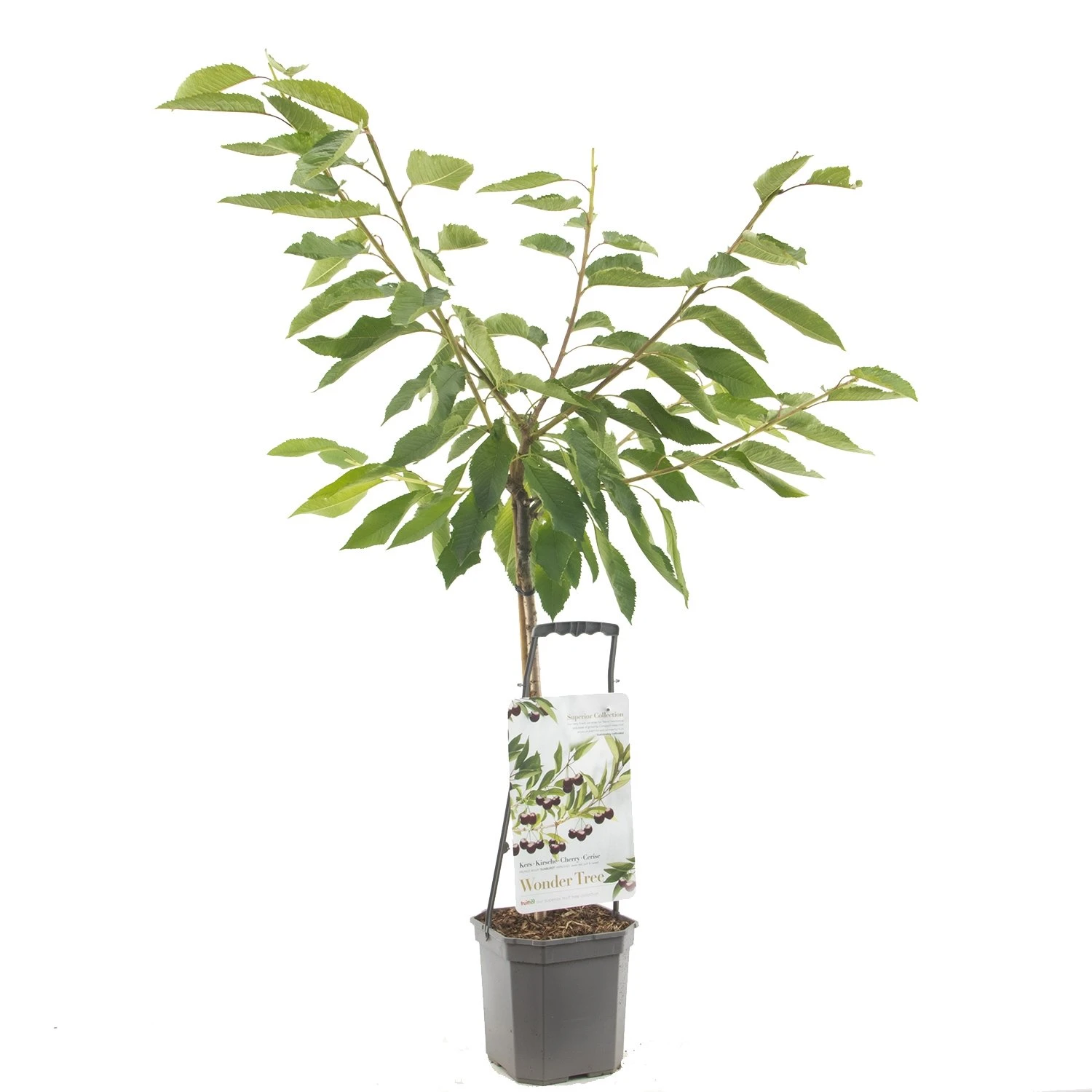 Kersenboom (Prunus Avium Sunburst Laagstam), In Pot