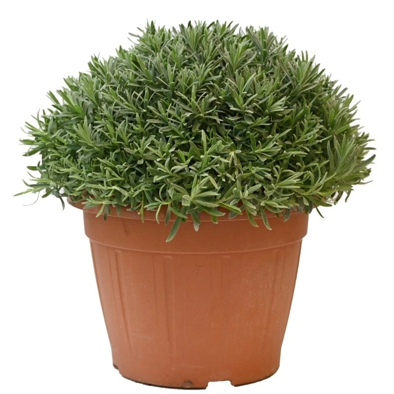 Lavendel, In 35cm-pot - Image 2