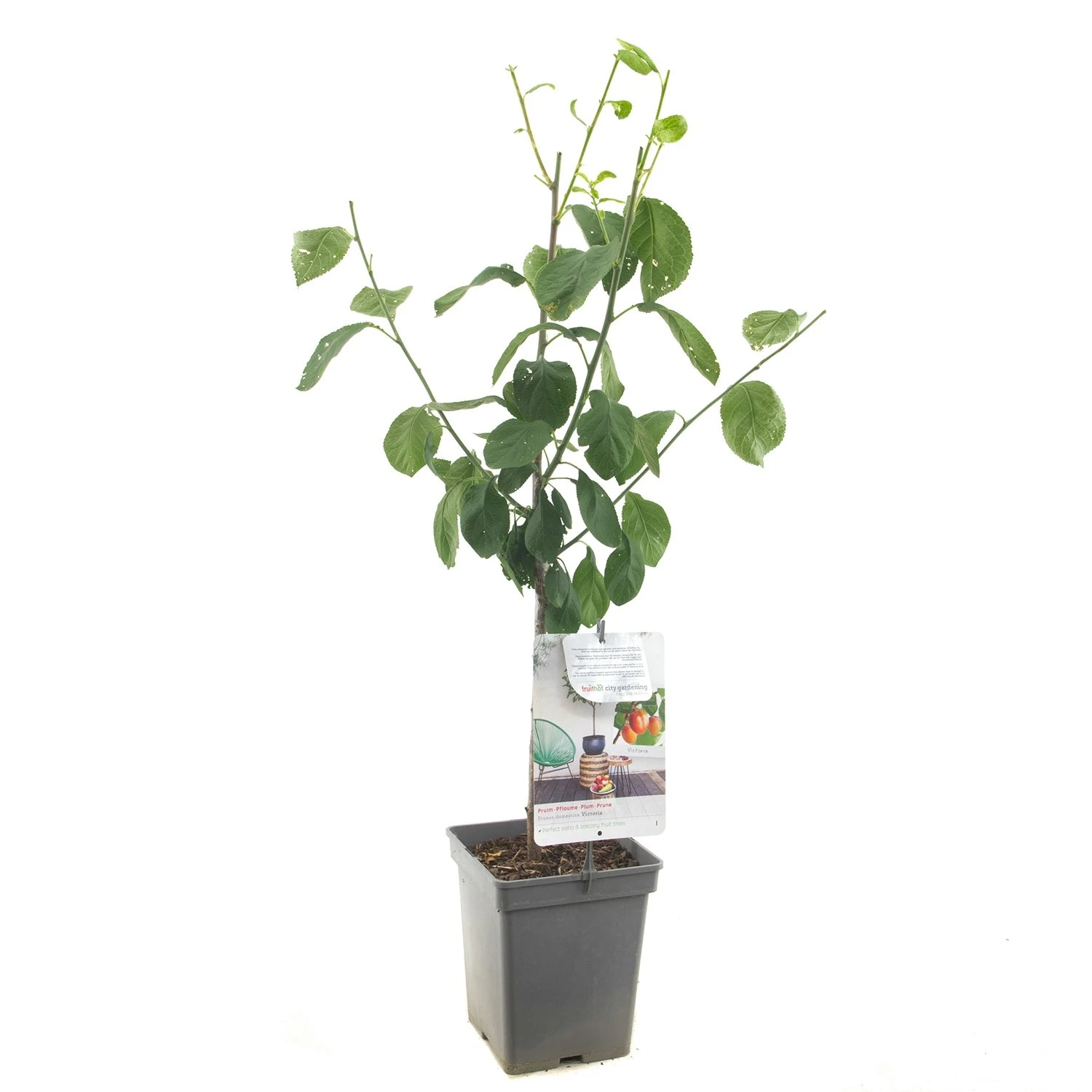 Pruimenboom (Prunus Dom. Victoria Patio), In Pot