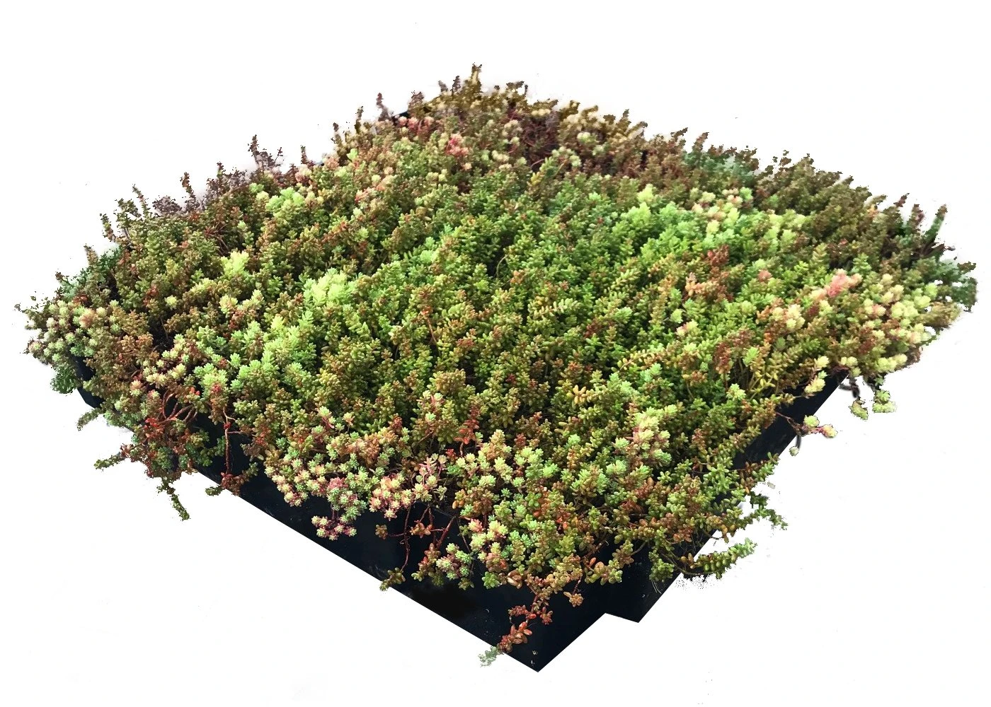 Daktuin Sedumtray Eco (per M²) - Image 2