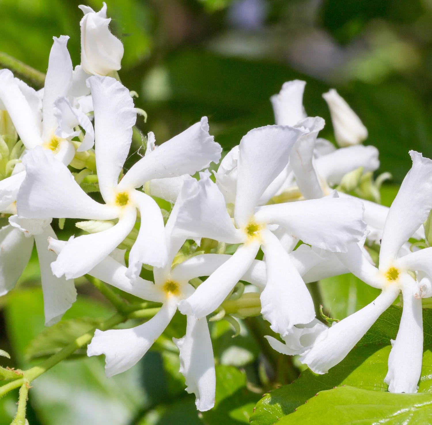 Toscaanse Jasmijn XL 95cm Hoog, In 17cm-pot - Image 2