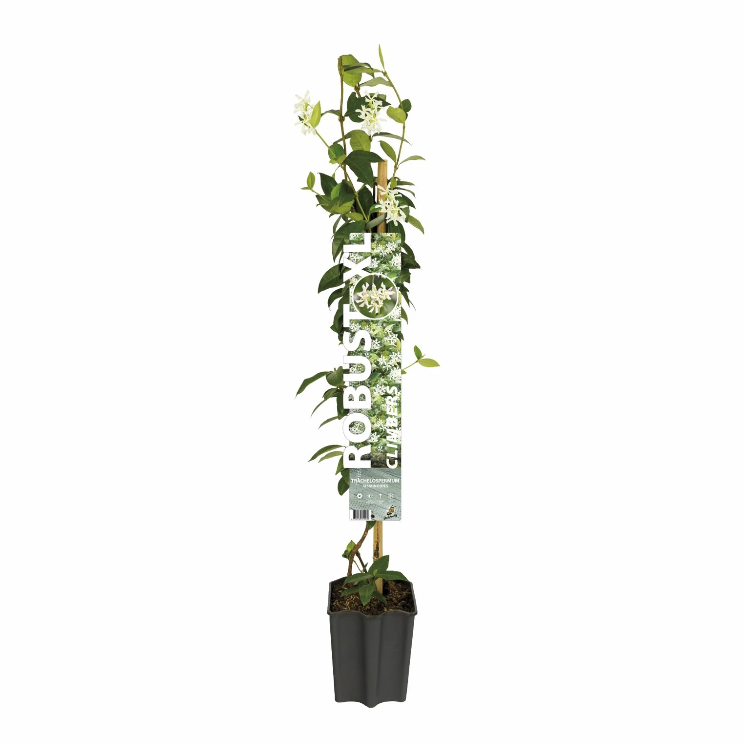 Toscaanse Jasmijn XL 95cm Hoog, In 17cm-pot