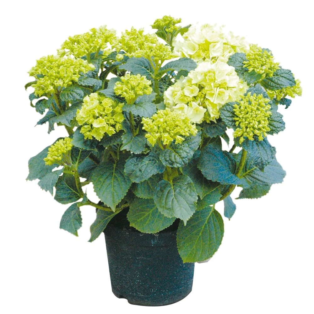 Tuinhortensia, In 23cm-pot